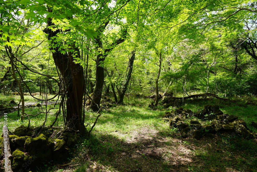 Fototapeta premium mossy rocks and old trees in the sunny forest
