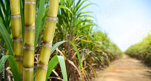  Sugar cane stalks with sugar cane plantation background. photo