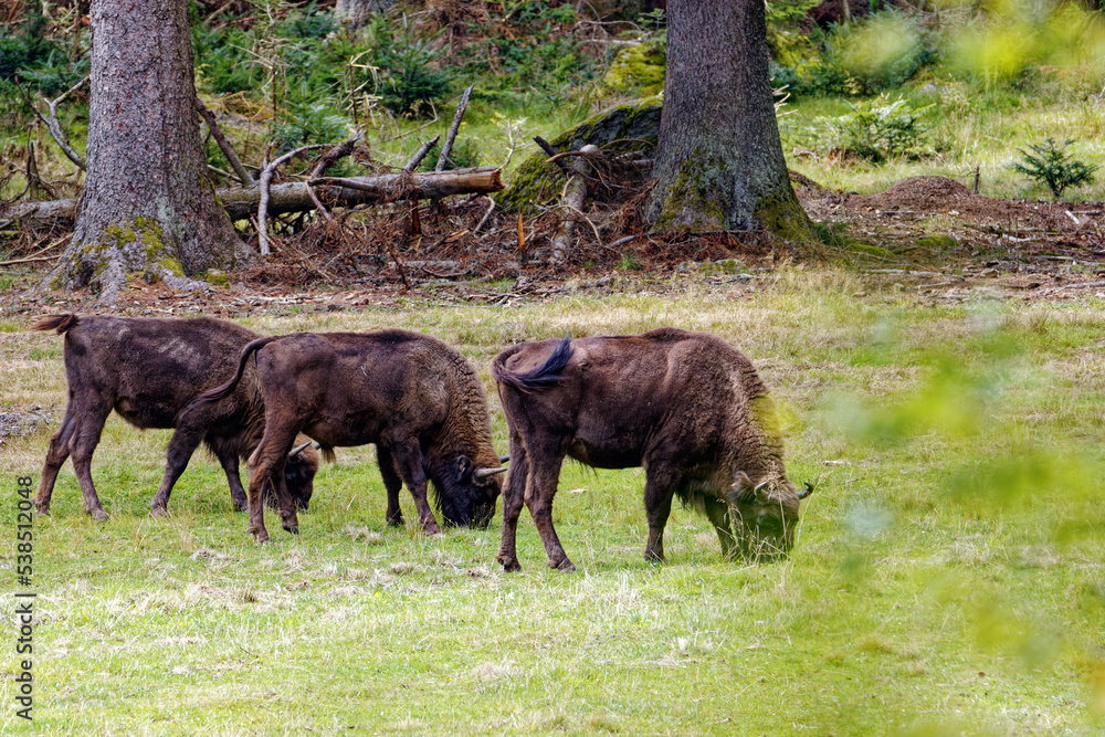 Büffel auf der Weide