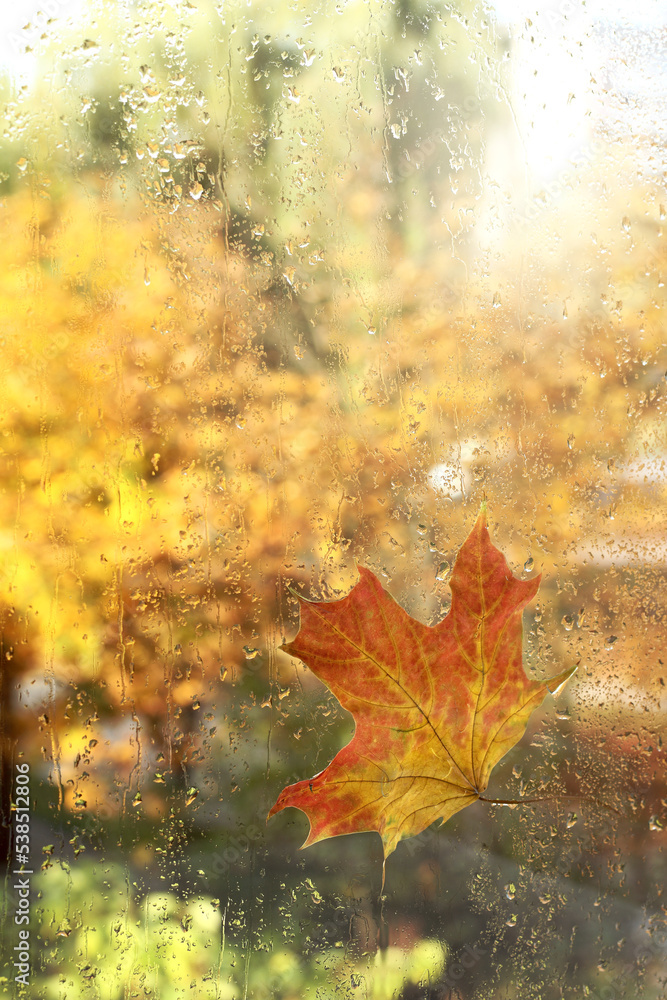 maple leaf stuck to wet window after rain. autumn morning view maple leaf stuck to wet window after rain. autumn morning view
