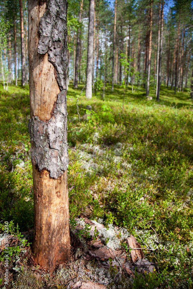 Finnish Forests in the early morning light of autumn Finnish Forests in the early morning light of autumn