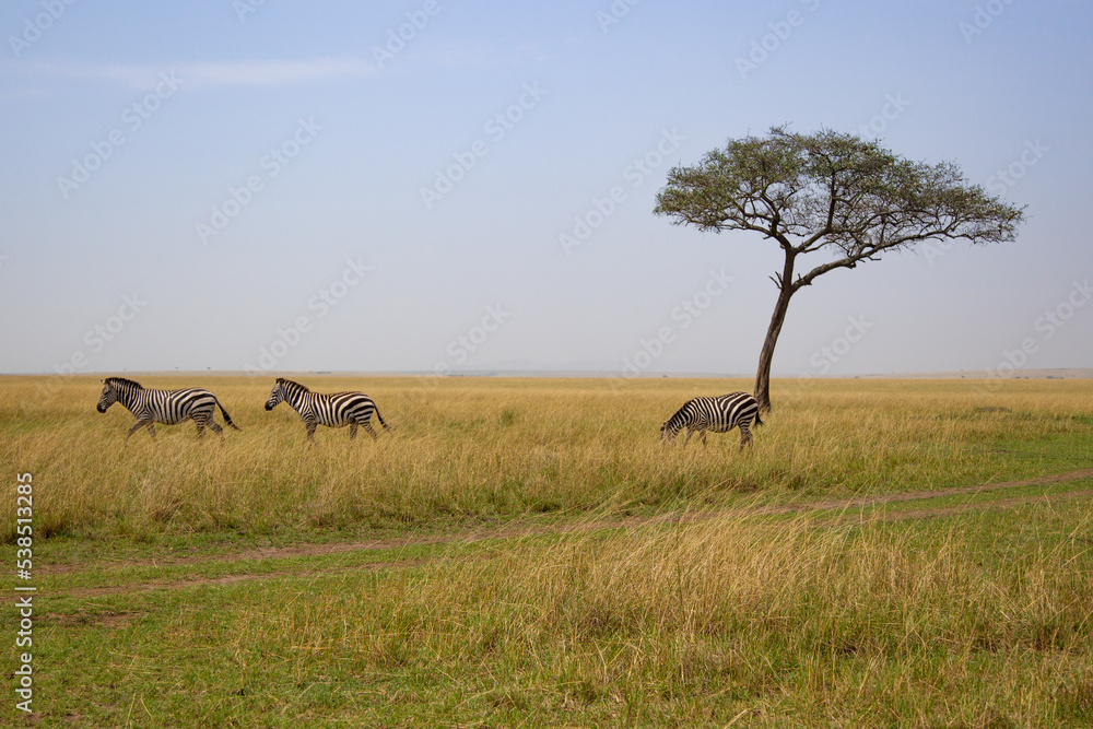 Burchell's Zebra pair grazing in the savannah grasslands in the Masai Mara, Kenya Burchell's Zebra pair grazing in the savannah grasslands in the Masai Mara, Kenya