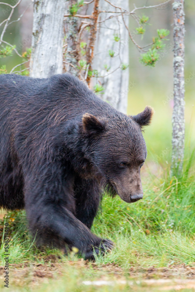 European Brown bear or Grizzly walks across the grasslands of Kuhmo Finland, Europe