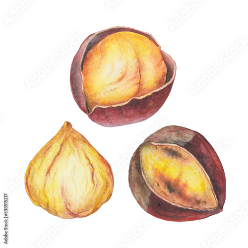 Watercolor roasted chestnuts. Transparent Background Gun Bam 군밤 Illustration Png. Transparent Clipart popular Korean street food ready-to-use for site article print. Traditional asian snack