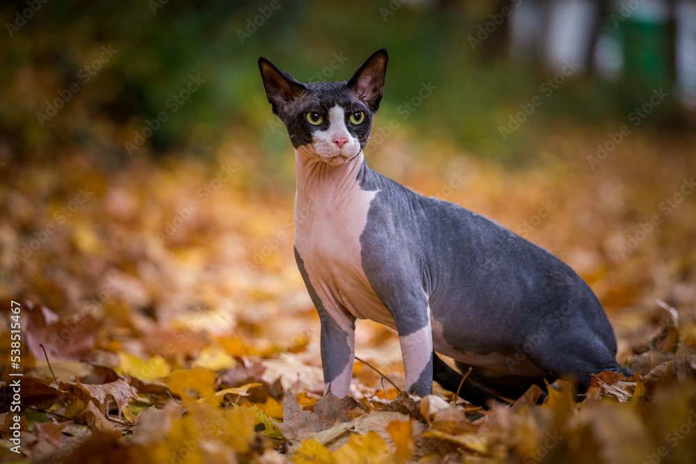 sphynx cat in autumn leaves
