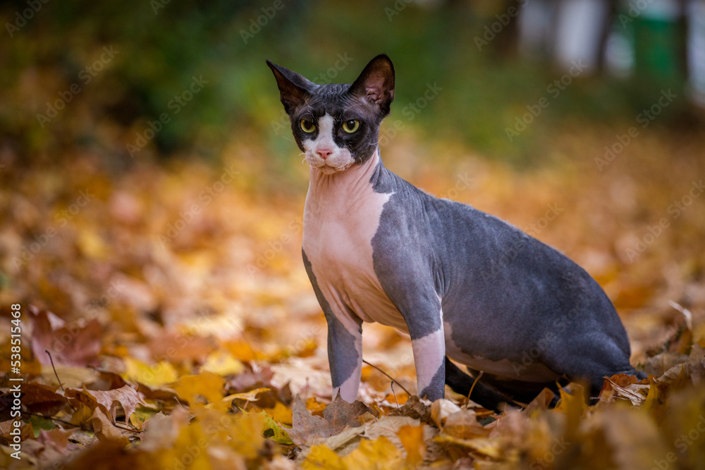 sphynx cat in autumn leaves