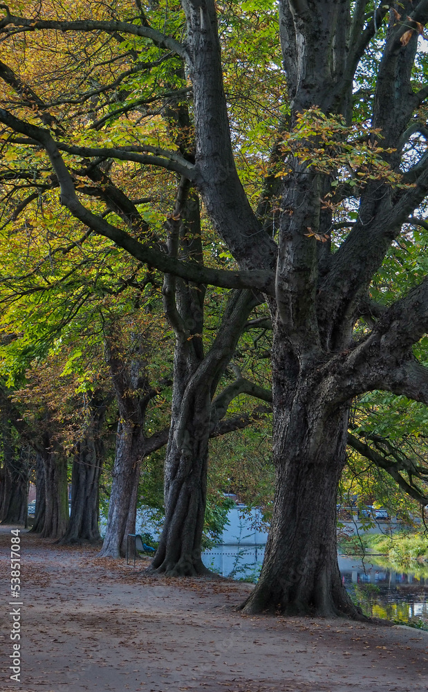 Leaves start to turn in autumn on tree lined city park path next to a river.