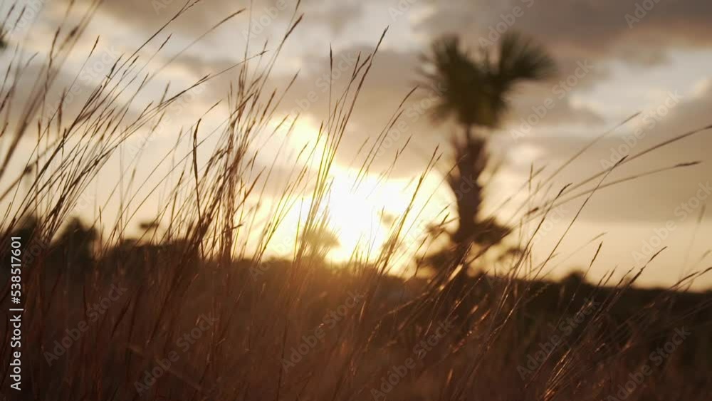 Weeds in the sun at sunset. Sunlight behind the leaves. Weeds silhouette at sunset Weeds in the sun at sunset. Sunlight behind the leaves. Weeds silhouette at sunset