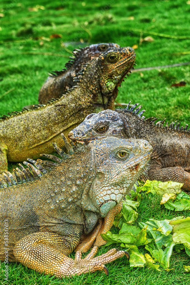Obraz premium Iguanas at Seminario Park (Iguanas Park) - Guayaquil, Ecuador