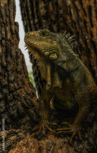 Iguanas at Seminario Park (Iguanas Park) - Guayaquil, Ecuador © atosan