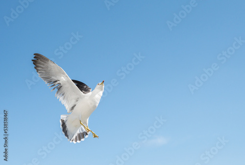 Flying seagull over blue sky.