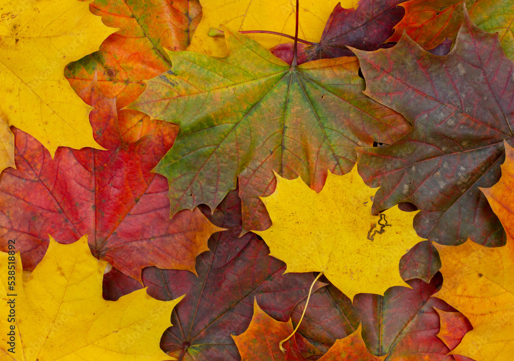 Fototapeta premium Autumn maple leaves background, colorful autumn background, maple leaves texture