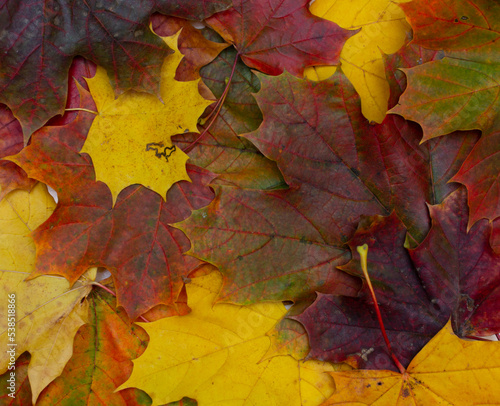 Autumn maple leaves background  colorful autumn background  maple leaves texture