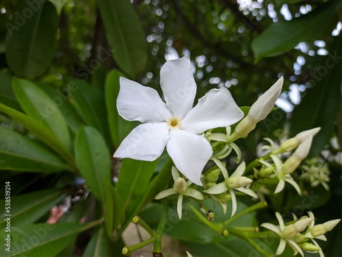 Cerbera odollam flower in the morning