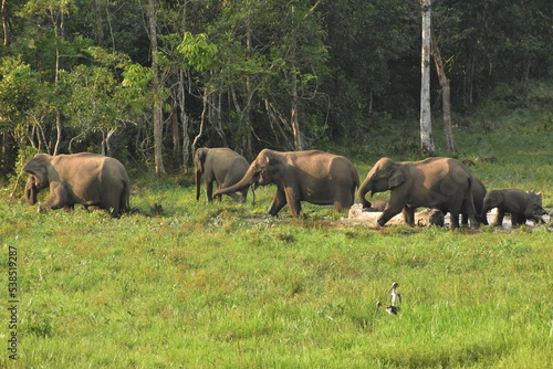 Photography herd of elephants