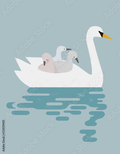 Obraz na plátně mother swan on the lake with her babies