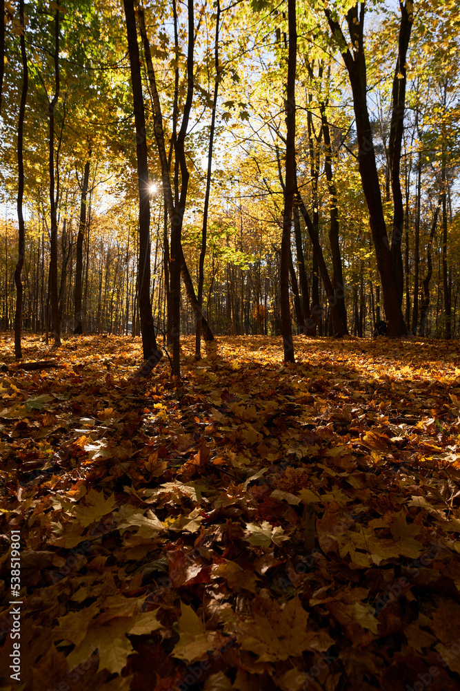 Park with a carpet of fallen leaves underfoot and golden trees. Park with a carpet of fallen leaves underfoot and golden trees.