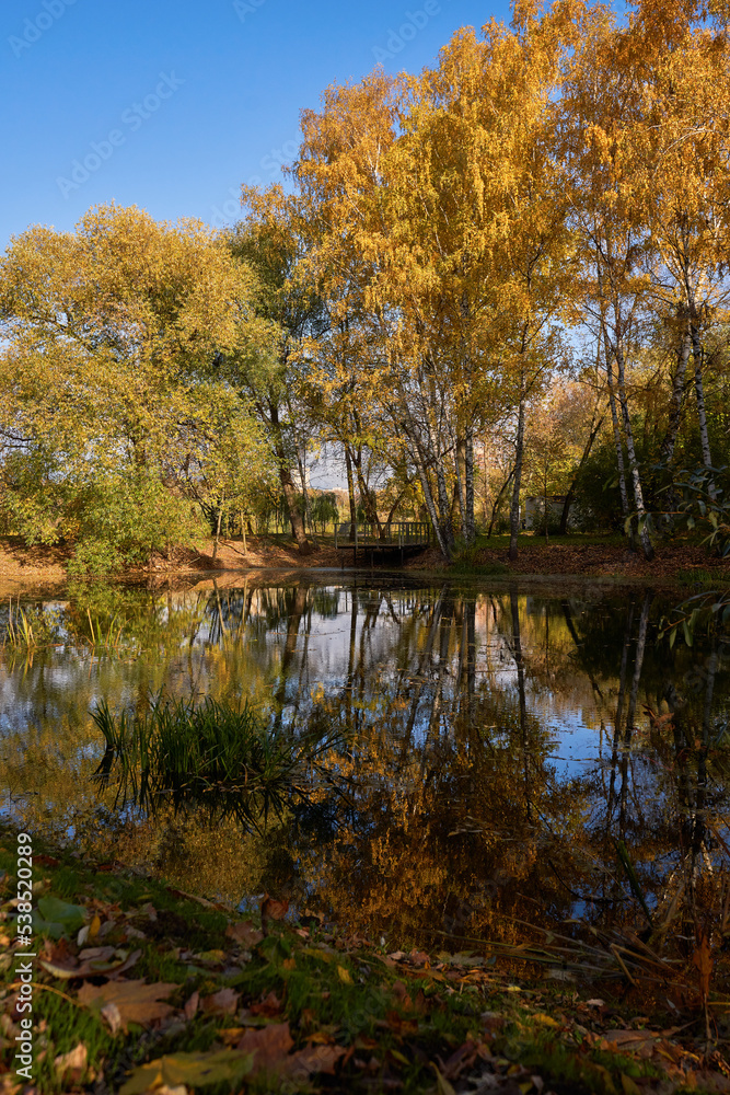 Fototapeta premium Pond surrounded by yellow trees in afternoon.