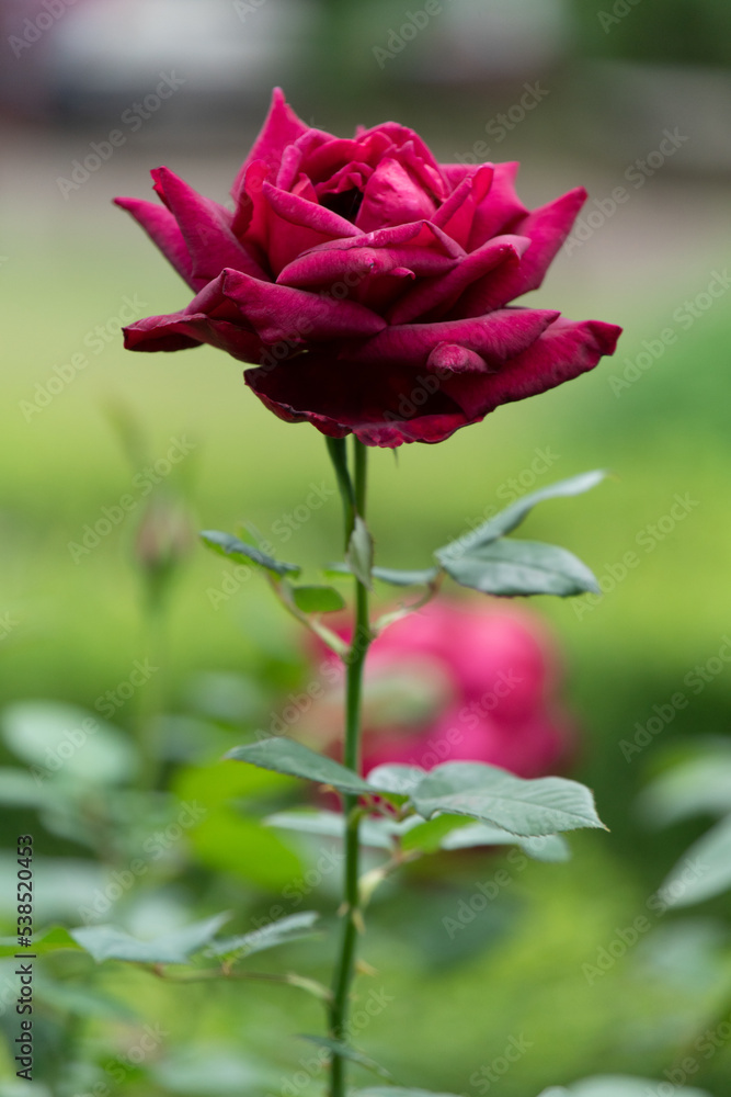 Fototapeta premium 薔薇
