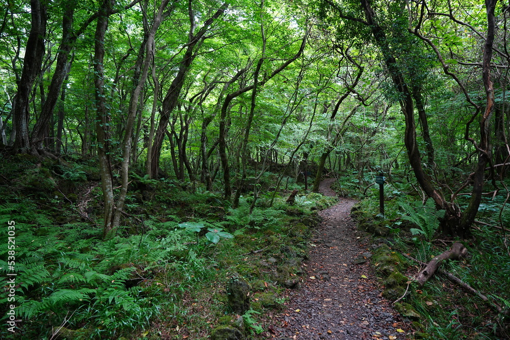 beautiful path in summer forest beautiful path in summer forest
