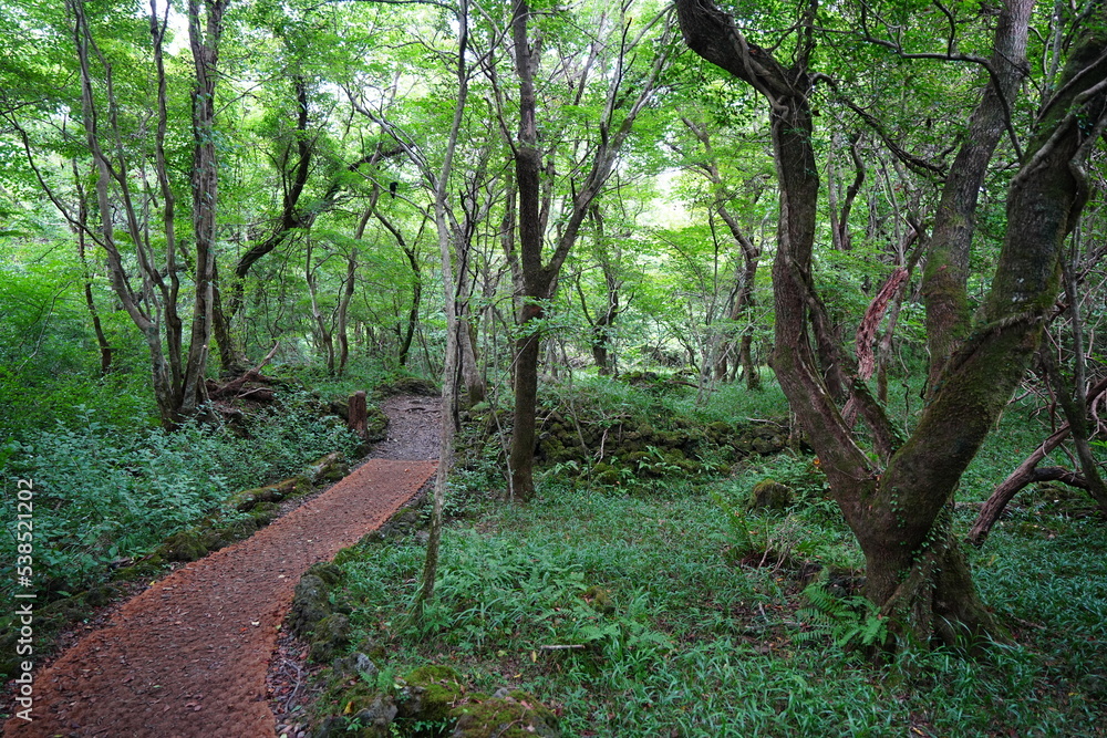 Obraz premium fine summer path and old trees