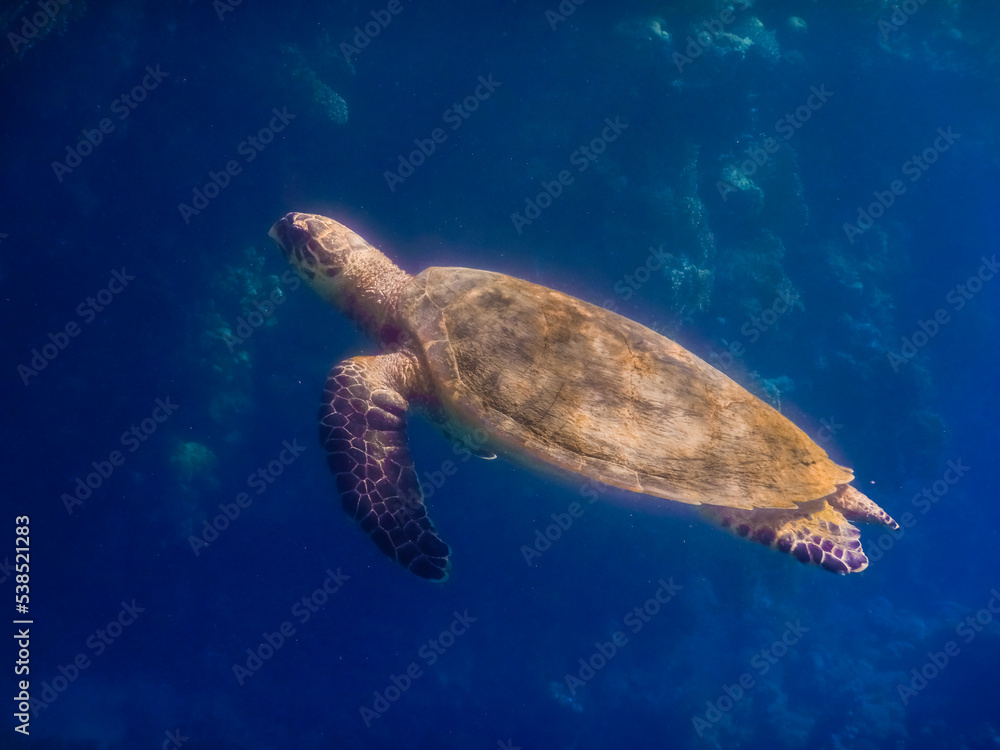 large view from a green sea turtle in the red sea large view from a green sea turtle in the red sea