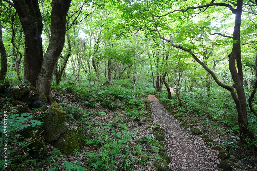 fine summer path and old trees