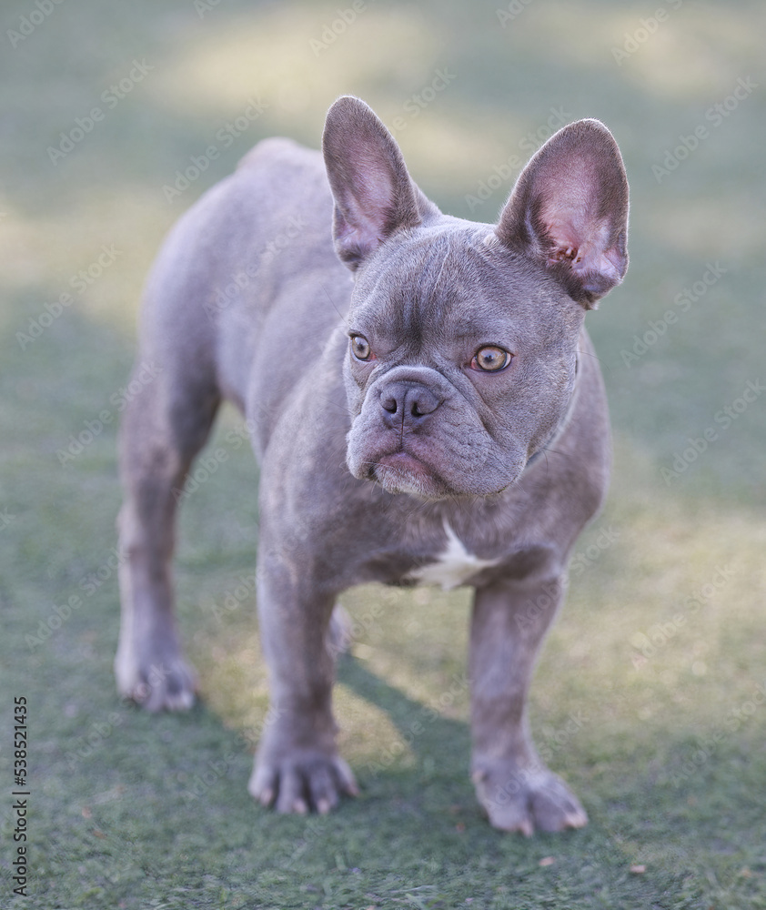 5-Months-Old Lilac Frenchie Male Puppy. Off-leash dog park in Northern California.