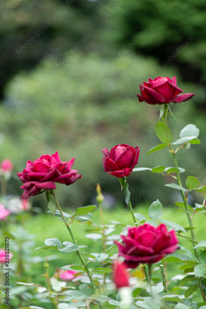 薔薇 薔薇