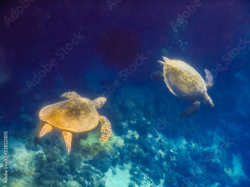 two glowing green sea turtle playing together in the red sea while diving