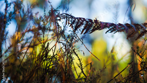 Macro de feuilles de fougère sauvages, dans la forêt des Landes de Gascogne