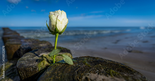 weiße Rose an den Buhnen der Ostsee -ein Symbol für eine Seebestattung