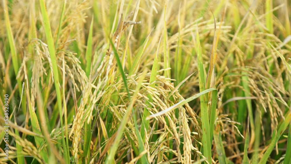 Ears of rice swaying in the wind and to be harvested soon. Close Up rice seeds Paddy Ears of rice swaying in the wind and to be harvested soon. Close Up rice seeds Paddy