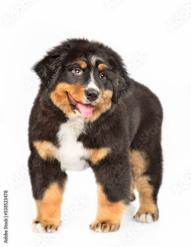 Portrait of a Bernese Mountain Dog puppy standing in front of a white background