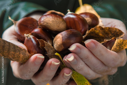hands holding group of chestnuts