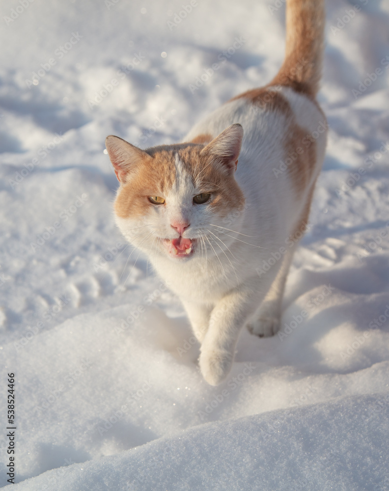 The cat is walking on a snowy road.