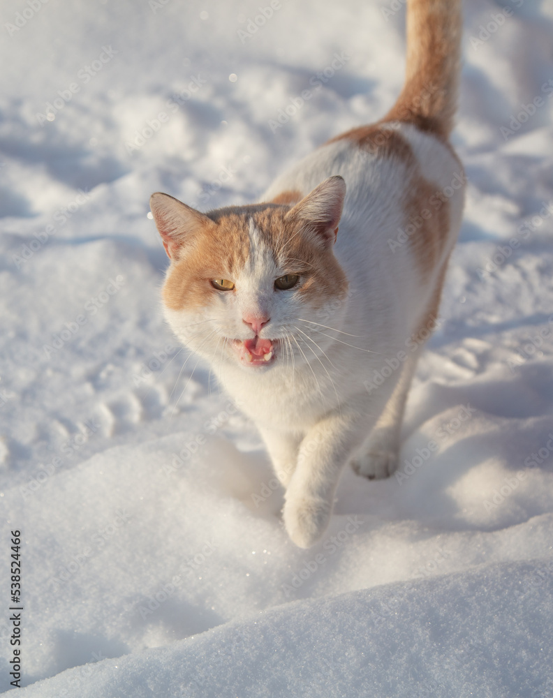 The cat is walking on a snowy road. The cat is walking on a snowy road.