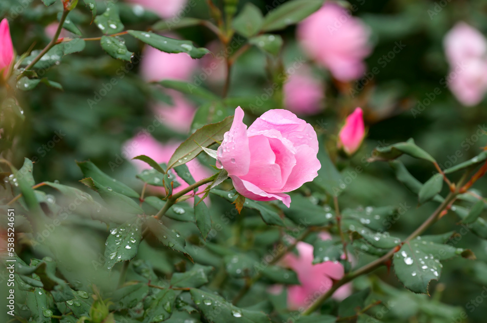 Rose Garden under the Rain Rose Garden under the Rain