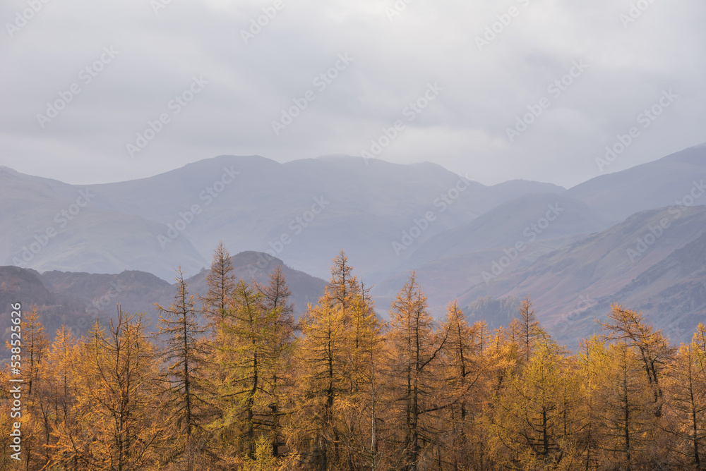 Stunning Autumn Fall landscape image of golden larch trees against misty mountains in distance of Lake District