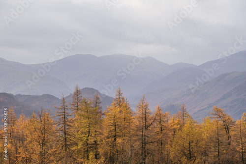 Stunning Autumn Fall landscape image of golden larch trees against misty mountains in distance of Lake District