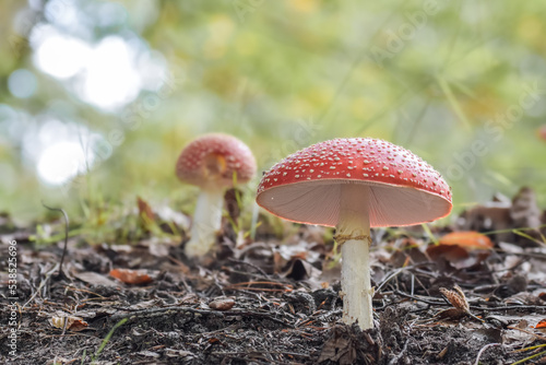 Red dotted mushroom in the forest in autumn
