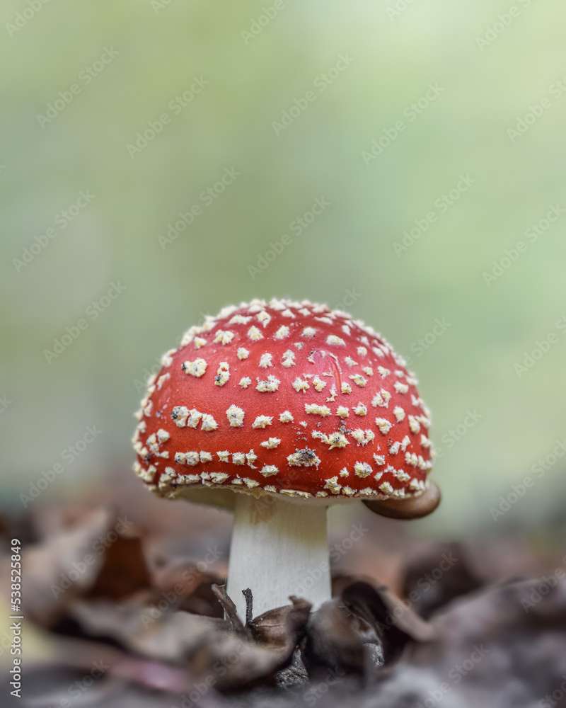 Red dotted mushroom in the forest in autumn Red dotted mushroom in the forest in autumn
