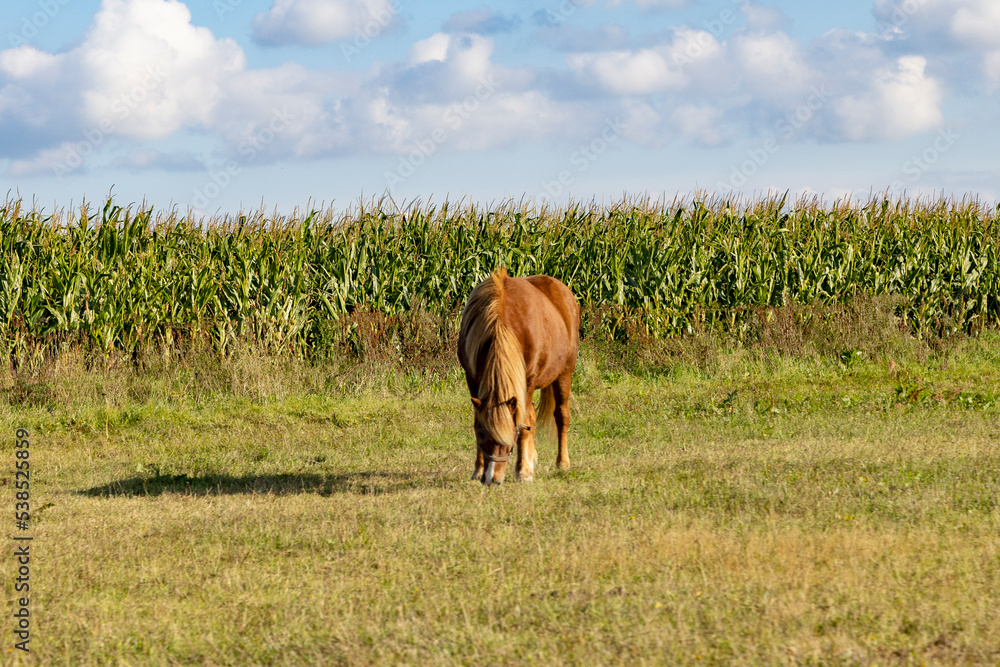 Horse in the field near Åsted village,Denmark,Europe	