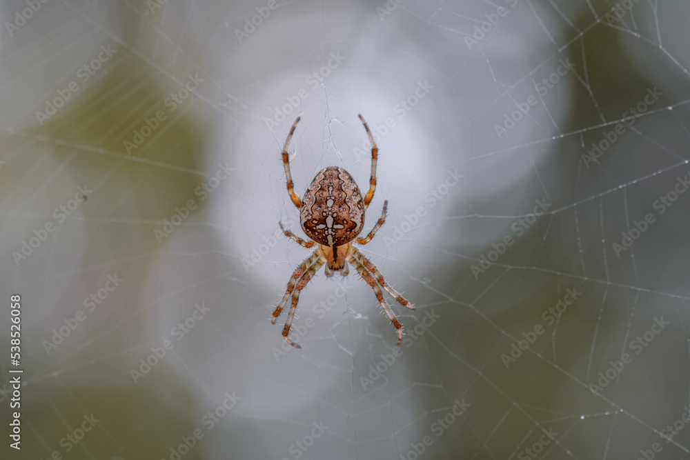 European garden spider (cross spider) in a web with a bokeh background European garden spider (cross spider) in a web with a bokeh background