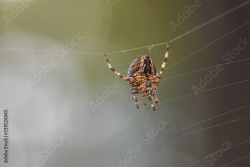 European garden spider (cross spider) in a web with a bokeh background