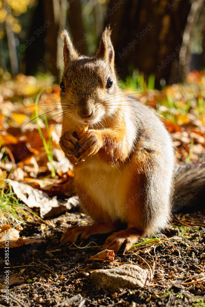 Squirrel holding nut in its paws. Cute squirrel standing on the ground with walnut in hands. Squirrel holding nut in its paws. Cute squirrel standing on the ground with walnut in hands.