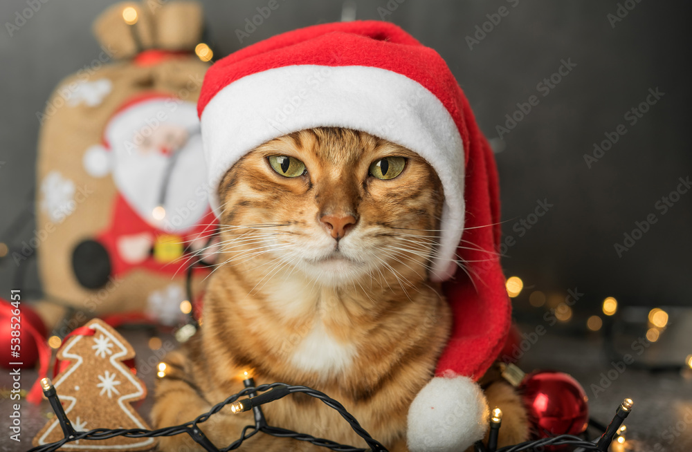 A ginger domestic cat sits in a New Years hat on a dark background with Christmas tree lights and decorations. A ginger domestic cat sits in a New Years hat on a dark background with Christmas tree lights and decorations.