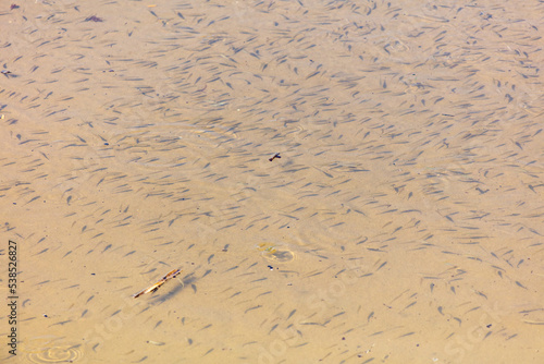 A flock of fish float on the surface of the water.