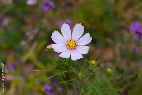 Cosmos Flower