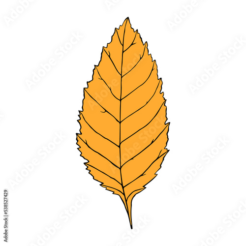 Vector illustration of ash leaf in cartoon style. Colorful isolated element for graphic design